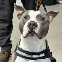 TAIKO, chien à adopter