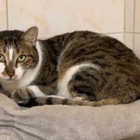 Moustik, chat à adopter