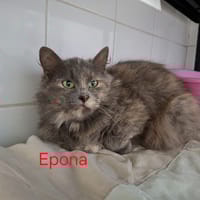 Epona, chatte à adopter