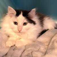 ZIKI, chatte à adopter