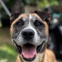 Bandit, chien à adopter