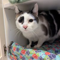 GUESS, chat à adopter