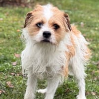 Rocky CAA14446, chien à adopter