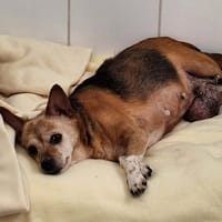 LOLA, chienne à adopter