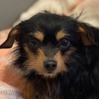 GILI, chien à adopter