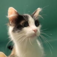 YOUTA, chatte à adopter