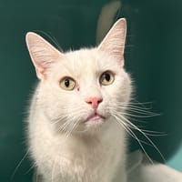 LOULOU, chat à adopter