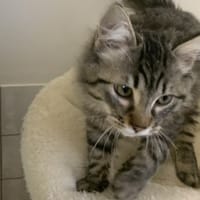 CLAYTON, chat à adopter