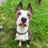 SUN LEE, chienne à adopter