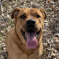 junior, chien à adopter