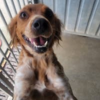 PAOLA, chienne à adopter