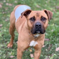 Reyna CAA14447, chienne à adopter