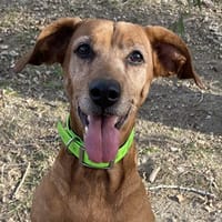 louna, chienne à adopter
