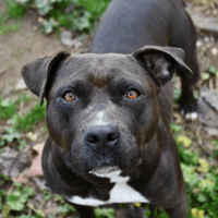 Boulette, chienne à adopter