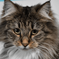 Tendresse (en cours d'adoption), chatte à adopter