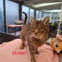 Street, chat à adopter