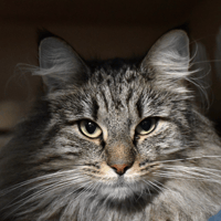 Trésor (en cours d'adoption), chatte à adopter