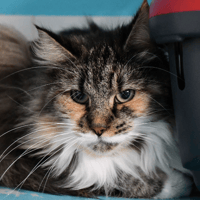 REINE, chatte à adopter