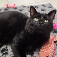 PATATRAS QCT, chat à adopter