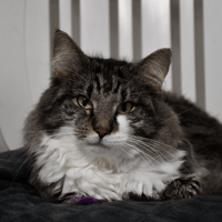 Teddy (en cours d'adoption), chat à adopter