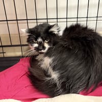 NEMESIA, chatte à adopter