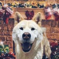 SAIKO, chien à adopter