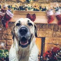 MASTOK, chien à adopter