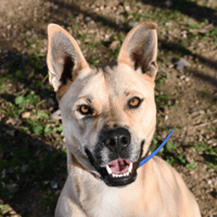 jumpy, chien à adopter