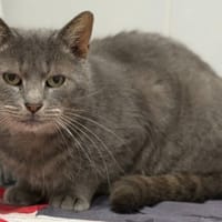 EMILE, chat à adopter