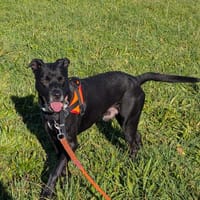 NINO, chien à adopter