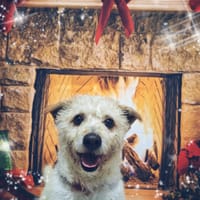 BALLOU, chien à adopter