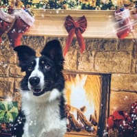 WINDY, chienne à adopter