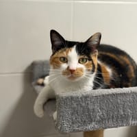 GUCCY, chatte à adopter