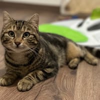 KYO, chatte à adopter