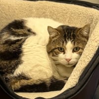Blitz, chat à adopter