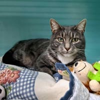 GRIZETTE, chatte à adopter