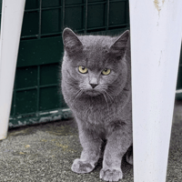 VOLTAIRE, chat à adopter