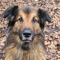 MANGO, chien à adopter