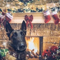 ROXANE, chienne à adopter