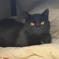 MICHOU, chat à adopter