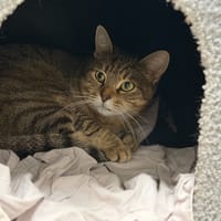 BICHETTE, chatte à adopter