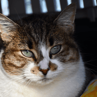 SMOOTHIE, chatte à adopter