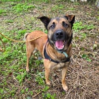 CUPIDON, chien à adopter