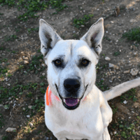 Thor, chien à adopter