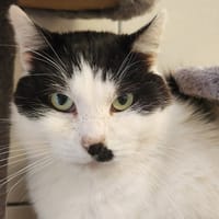 DEADPOOL QCT, chat à adopter