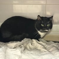 Torretto, chat à adopter