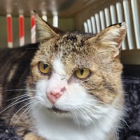 MICHEL QCT, chat à adopter