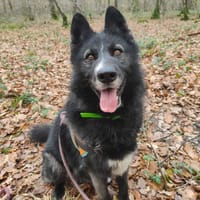 PACA, chien à adopter