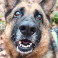 Poupette, chienne à adopter