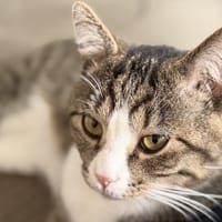 Jax, chat à adopter